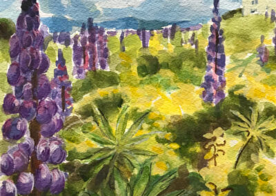 Painting titled "Maine Lupine Field," Watercolor/Gouache, 6.25x 6.25 in, 2023